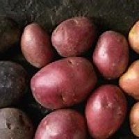 AXOMAMA, histoire de la pomme de terre